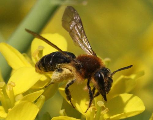 Réf. 229 382 : Andrena lagopus